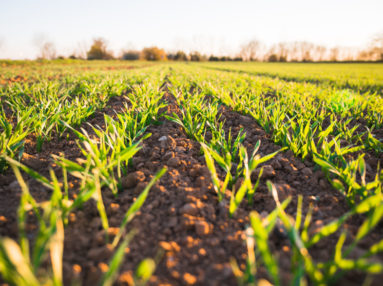 Agriculture Courses Abroad